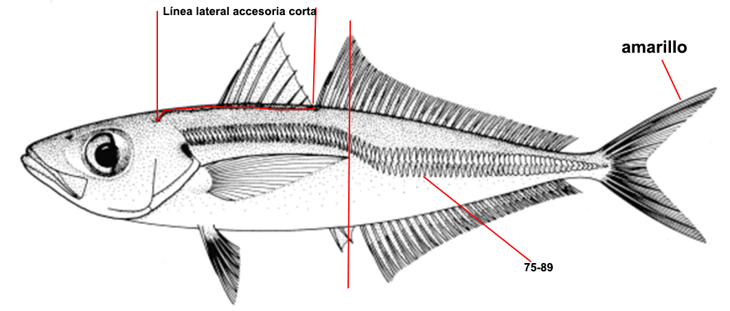 Trachurus mediterraneus_0001.jpg